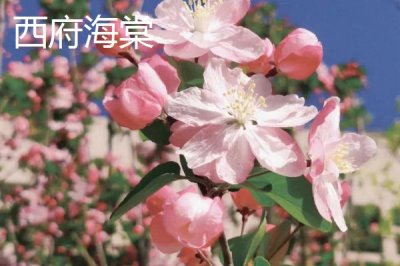 哪里可以购买海棠树,可在山东、江西等省份的苗木市场购买