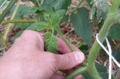 番茄怎么修剪,可保留主干摘除抽发的侧枝