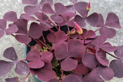 倒心形叶子植物有哪些，常见的有四叶草、心叶桉、心叶球兰等