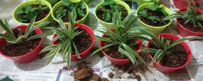 吊兰如何快速繁殖，一般采用扦插繁殖