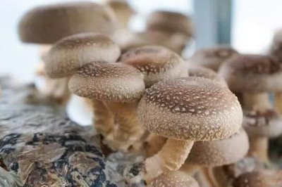 香菇的品种,常见以下9种