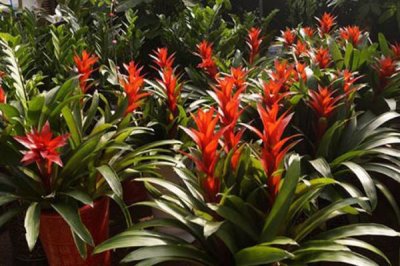 鸿运当头无根能不能活，没有根也是可以存活的