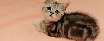 为什么猫咪会长黑下巴，是由于猫咪有毛囊炎了