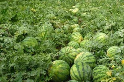 西瓜几月份成熟,通常在5-9月间成熟