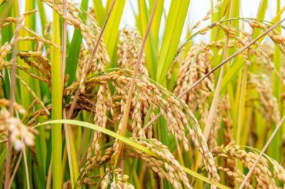 稻米生产国,以下是排名前十的国家