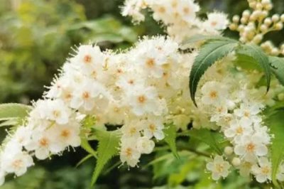 养殖珍珠梅要注意什么，单株栽植要时常浇水