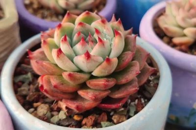 吉娃娃的栽培技术,夏季要注意遮阴