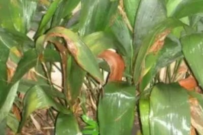 一叶兰叶子发黄的原因及解决办法,可能是光照过烈或过少等