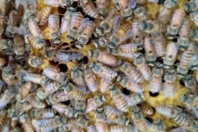 箱外如何判断蜂王产卵了，开始进粉则表示产卵了