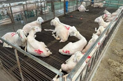 怎样养羊才能长得快,首先要选择生长速度较快的羊品种