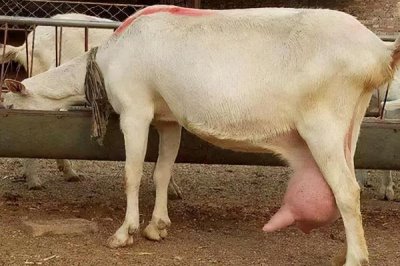 养羊的基本知识,需注意饲养、水源和发情周期等