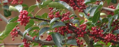 花椒树的种植方式,嫁接通常采用芽接和枝接