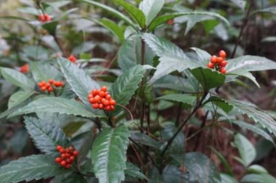 哪里卖草珊瑚种子,种子店和花木市场一般会有售卖