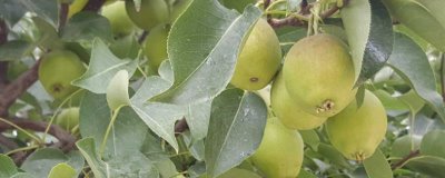 香梨的品种,不同品种的成熟时间不同