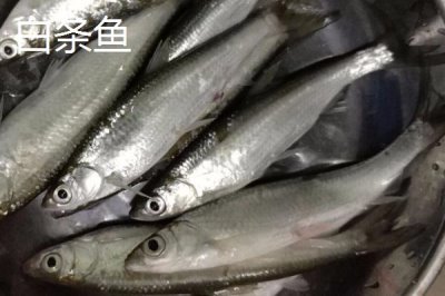 白条鱼和红翅子鱼的区别,白条鱼的体背为青灰色、红翅子鱼背部呈黑灰色