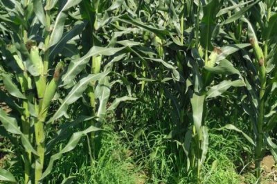 桂甜110玉米品种的特性,喇叭口期注意防治玉米虫害