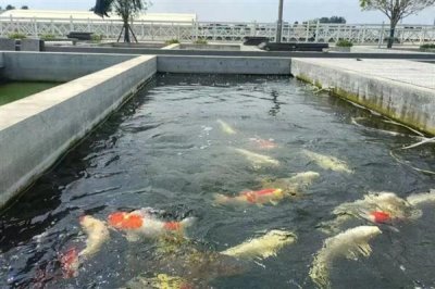 锦鲤身上有白霜如何解决,可单独饲养并用杀菌药物浸洗治疗