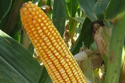 锐玉106玉米种子特点,适宜播期6月上中旬