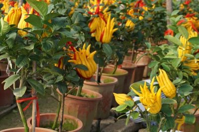 佛手的栽培要点,可以选择种子繁殖、扦插繁殖或压条繁殖