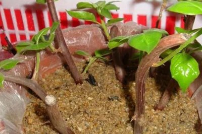 三角梅如何扦插成活率高，要剪取植株生长健康、旺盛的枝条作插穗