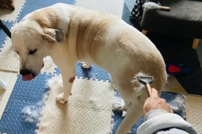 狗狗掉胡子的原因,可能是营养不足或遗传因素