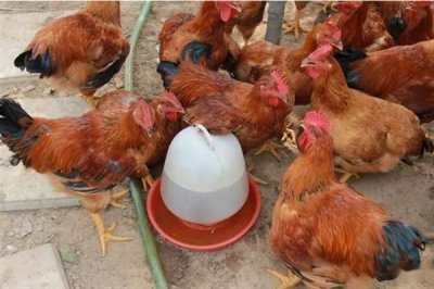 鸡互相啄毛吃的原因，可能是蛋白质不足或温度过高所致