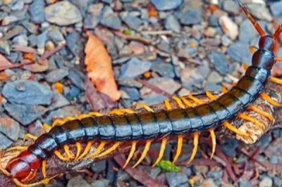 蜈蚣有没有毒,各个品种的蜈蚣毒性都不一样