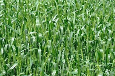 淮麦48小麦品种简介,每亩适宜基本苗14万—22万