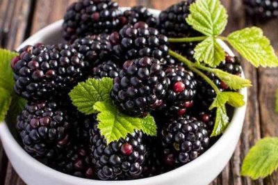 桑葚如何保存保鲜,干制后保存时间最长