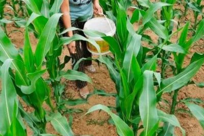 种玉米需要施什么肥,不同生长阶段所需肥料不同