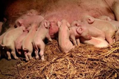 母猪一般晚上几点产仔,大多集中在凌晨或上午