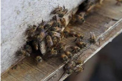 中华蜜蜂怎么养殖,温度较高时要在蜂箱四周洒水降温