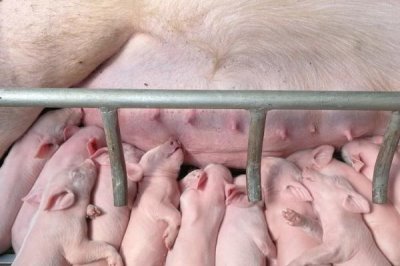 小猪喜欢吃的蔬菜水果有哪些,有生菜、白菜、包心菜、空心菜等