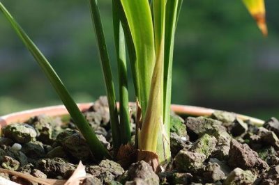 墨兰冬季长花苞可以施肥吗，温度维持在10℃可施肥