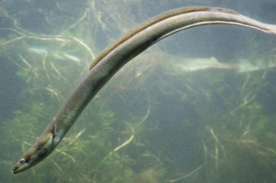 星鳗和鳗鱼有什么区别,星鳗属于康吉鳗科、鳗鱼属于鳗鲡科