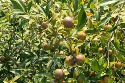 油茶的品种,有普通油茶、越南油茶,小果油茶等