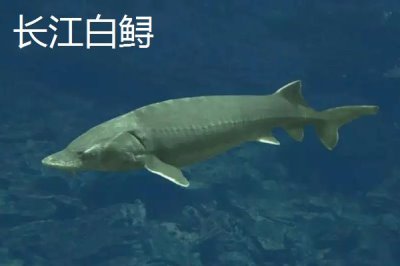 被称为活化石的野生动物是什么,大熊猫数量稀少成为我国国宝