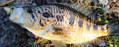 淡水石斑鱼用什么饵钓，分为自然饵料、商品饵料、自制饵料