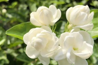 茉莉花茶的产地,主要生产于福州、元江、横县等地