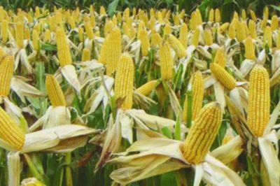 金苹618玉米种简介,生育期127天左右