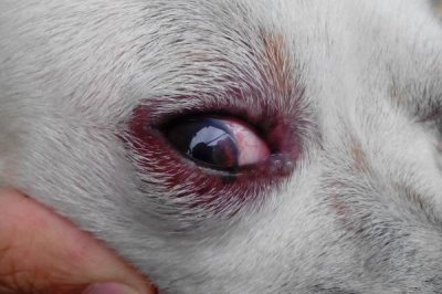 犬眼肿胀的原因，可能是玩耍时不慎抓到