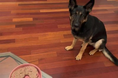 德国牧羊犬吃什么，可以喂干狗粮、灌装食品等