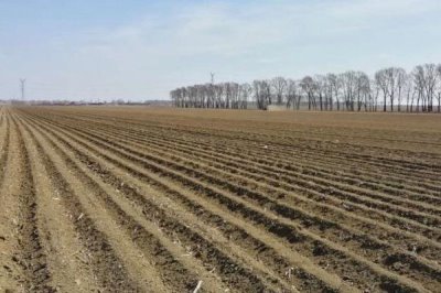 香蕉树的种植方法，要保证香蕉苗株健壮且不能有病虫害