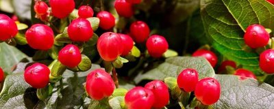 红果金丝桃的花语，寓意娇媚诱惑、迷信等