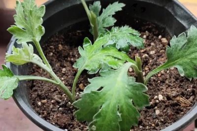 菊花如何进行无性繁殖,以扦插、分株、压条、嫁接为主