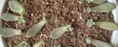 多肉植物叶片多久可以生根抽芽，正常温度下大概需15天左右