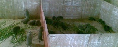 竹鼠引种到场后的注意事项，首先要注意的就是温度