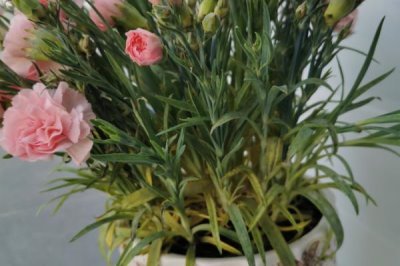 康乃馨叶片发黄原因和处理方法,盆土偏碱容易出现黄叶