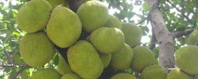 菠萝蜜长在哪里,长在粗壮的树干上