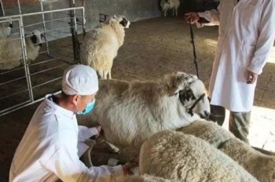 怎样养羊才能长得快,首先要选择生长速度较快的羊品种